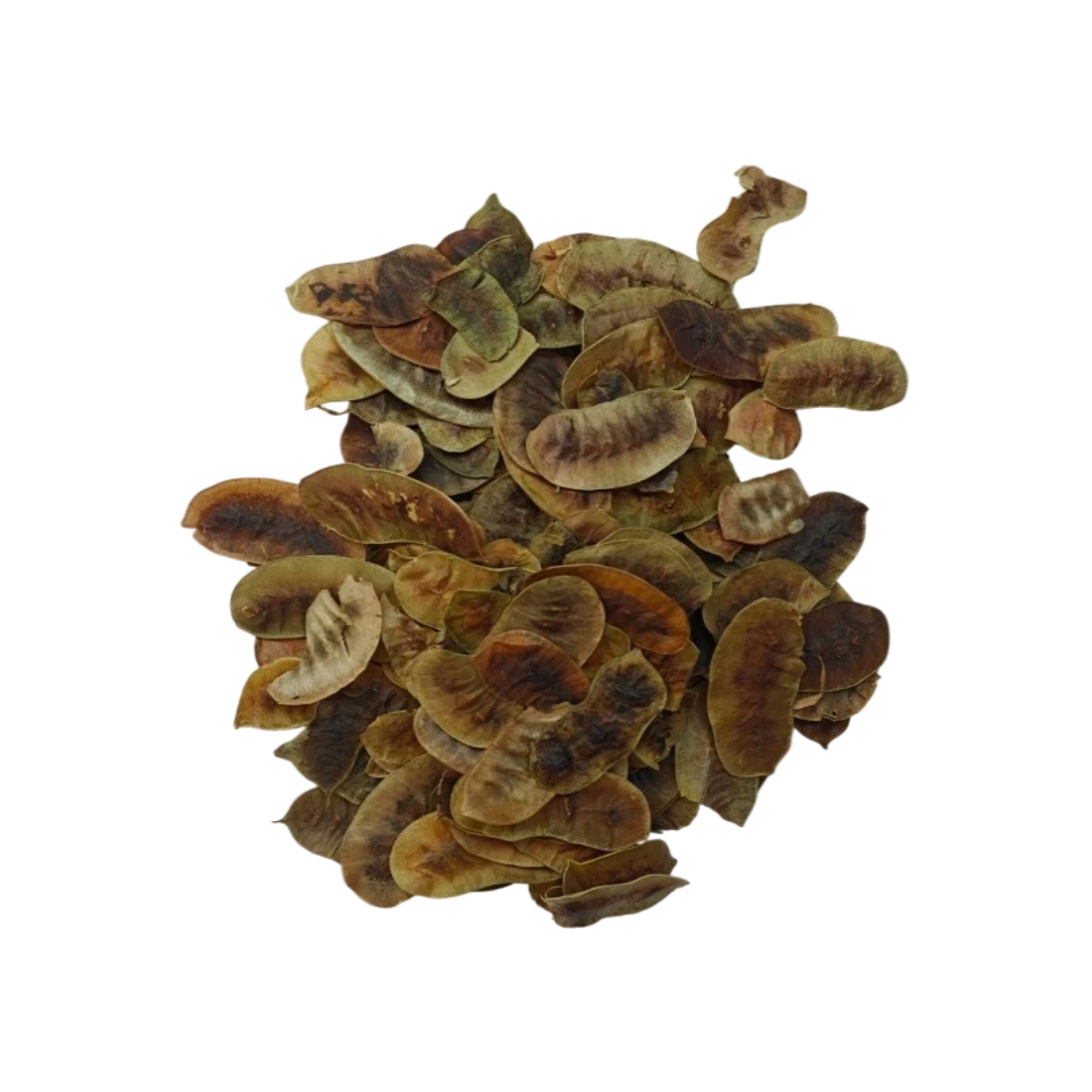Dried senna pods arranged on a white background